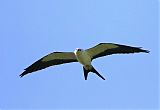 Swallow-tailed Kiteborder=